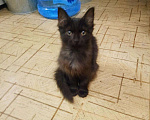 Кошки в Колпашево: Маленький котенок отдается в добрые и ответственны, Бесплатно - фото 2