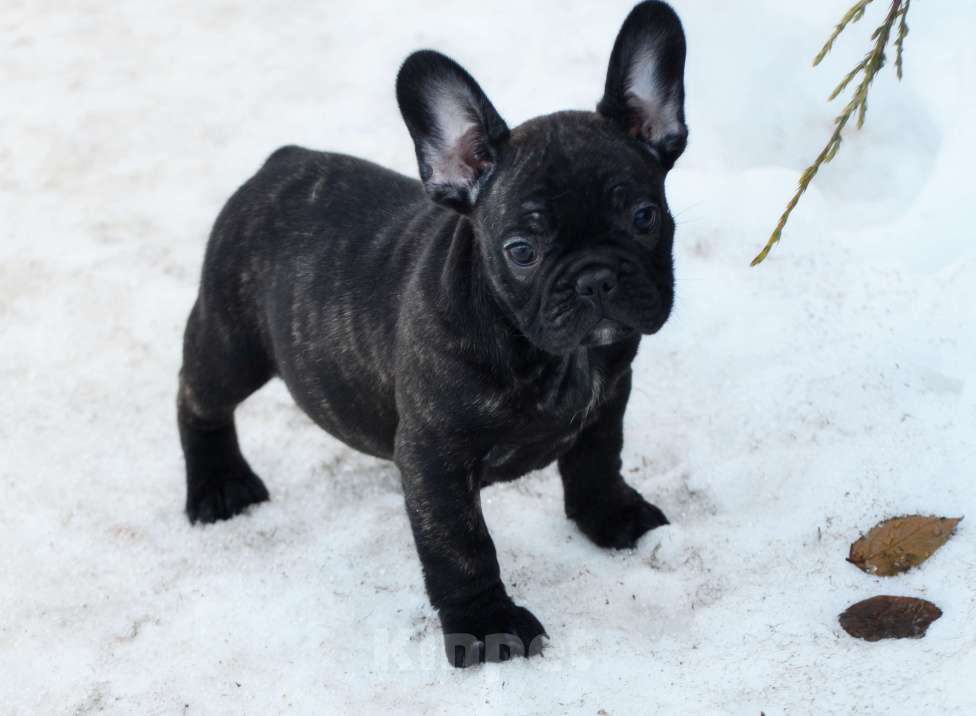 Собаки в Старом Купавне: Славный парнишка Мальчик, 50 000 руб. - фото 2