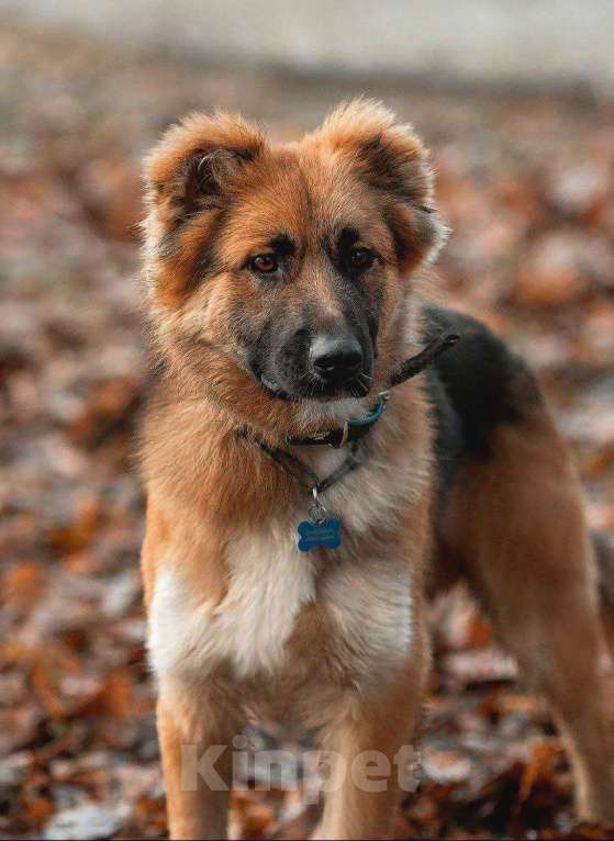 Собаки в Москве: Малыш ищет семью! Мальчик, Бесплатно - фото 7