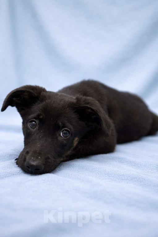 Собаки в Москве: Щенок мальчик Элвис ищет дом Мальчик, Бесплатно - фото 1