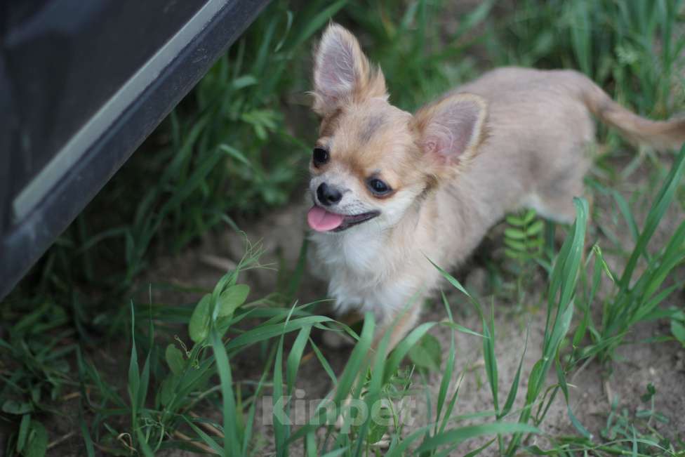Собаки в Красном Севшем: Малыш Чихуахуа Мальчик, 35 000 руб. - фото 2