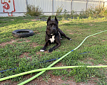 Собаки в Кубинке: Отдам кобеля в добрые руки  Мальчик, Бесплатно - фото 3