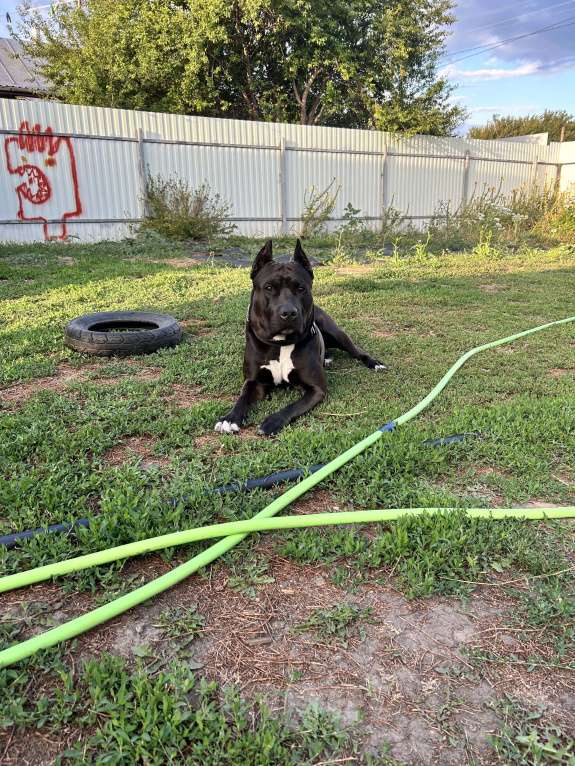 Собаки в Кубинке: Отдам кобеля в добрые руки  Мальчик, Бесплатно - фото 3