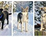 Собаки в Москве: Три щенячьх сердца ищут добрых хозяев Мальчик, Бесплатно - фото 1