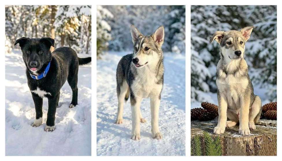 Собаки в Москве: Три щенячьх сердца ищут добрых хозяев Мальчик, Бесплатно - фото 1