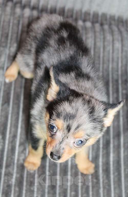 Собаки в Москве: Девочка чихуа помчи Девочка, 20 000 руб. - фото 4