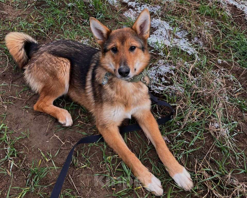 Собаки в Клине: Миндаль — милая карамельная очаровашка, которая ждёт своего Человека Девочка, Бесплатно - фото 1