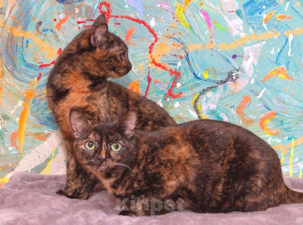 Кошки в Калуге: Конфетки-шоколадки. Трехцветные кошки в добрые руки. Девочка, Бесплатно - фото 3