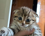 Кошки в Санкт-Петербурге: Вислоухая кошка  Мальчик, 5 000 руб. - фото 2