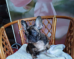 Собаки в Москве: Французский бульдог  Мальчик, 50 000 руб. - фото 2