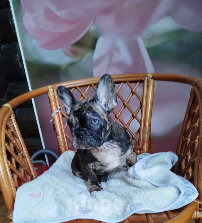 Собаки в Москве: Французский бульдог  Мальчик, 50 000 руб. - фото 2
