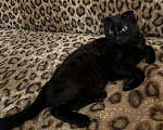 Кошки в Пензе: Черная вислоухая кошка Девочка, Бесплатно - фото 2