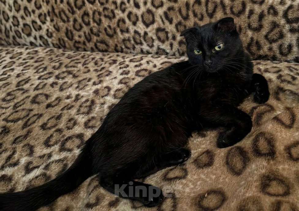 Кошки в Пензе: Черная вислоухая кошка Девочка, Бесплатно - фото 2