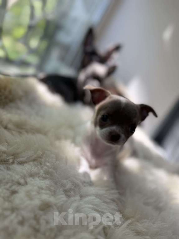 Собаки в Самаре: Луна Девочка, 30 000 руб. - фото 3