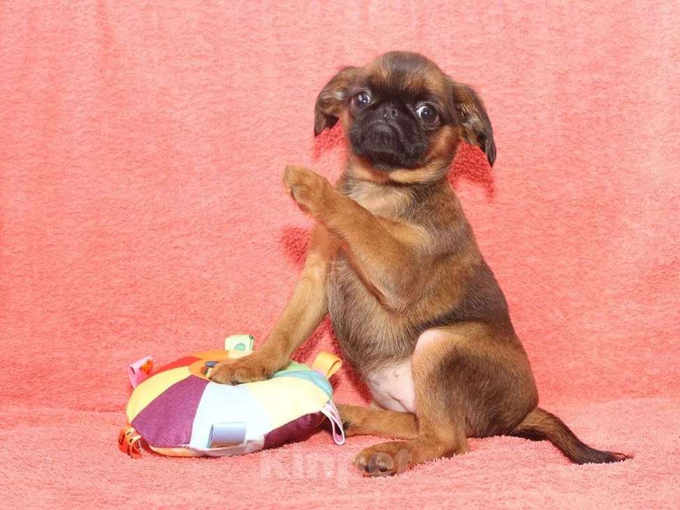 Собаки в Санкт-Петербурге: Улыбка Девочка, 80 000 руб. - фото 1