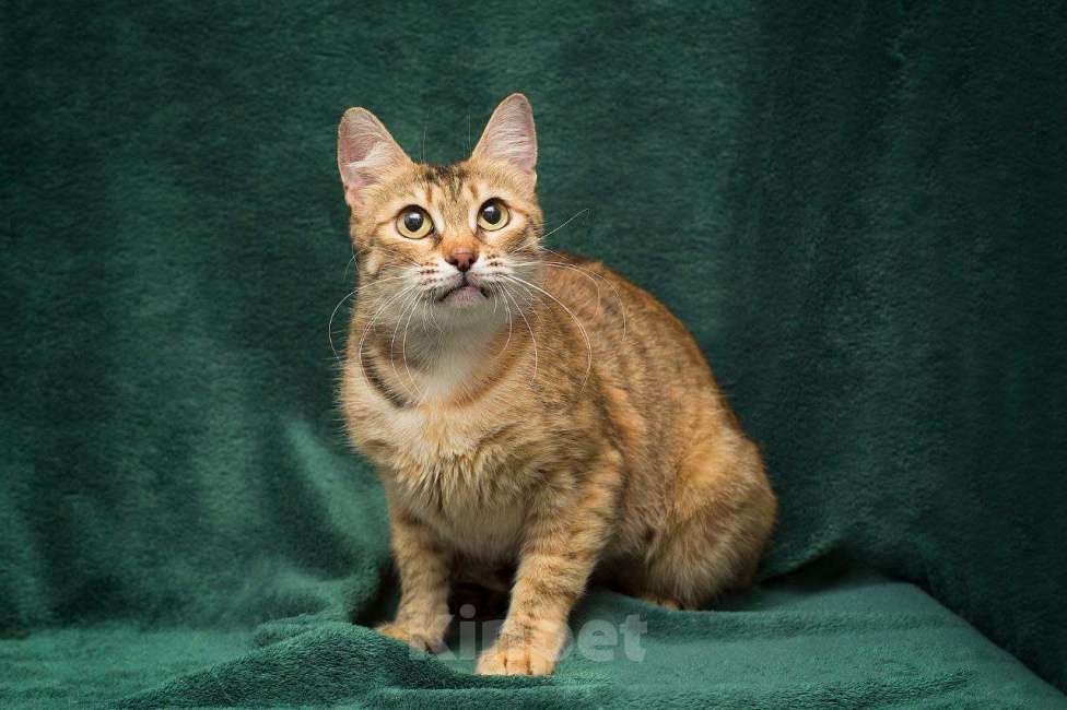 Кошки в Москве: Беззубик Девочка, Бесплатно - фото 3