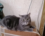 Кошки в Химках: Котика отдам Мальчик, Бесплатно - фото 2
