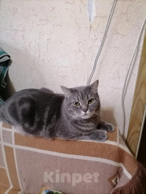 Кошки в Химках: Котика отдам Мальчик, Бесплатно - фото 2
