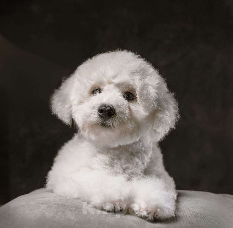 Собаки в Москве: Щенки ищут хозяев  Девочка, 60 000 руб. - фото 4