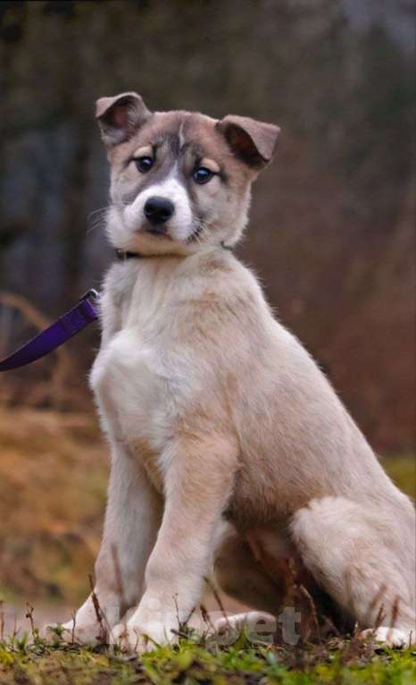 Собаки в Наро-Фоминске: Тэйси Якутята из ппбж Девочка, Бесплатно - фото 1