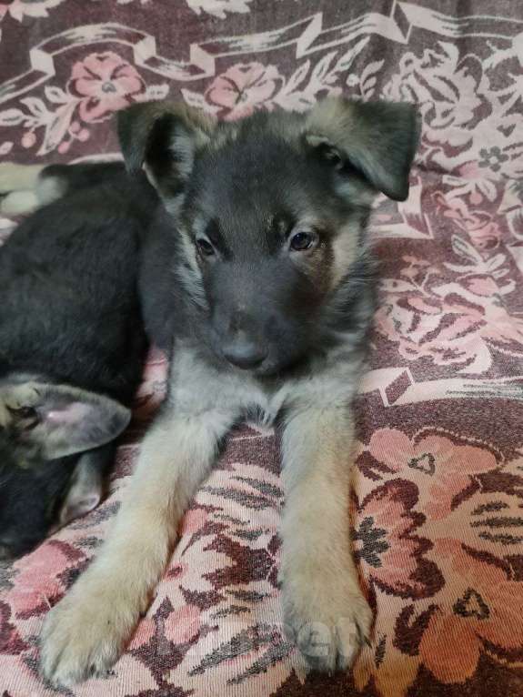 Собаки в Мытищах: Восточноевропейская овчарка, щенок Мальчик, 14 000 руб. - фото 1