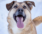 Собаки в Солнечногорске: Баффи - рыжее чудо в дар) Девочка, Бесплатно - фото 6