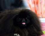 Собаки в Самаре: Пекинес Мальчик, Бесплатно - фото 1