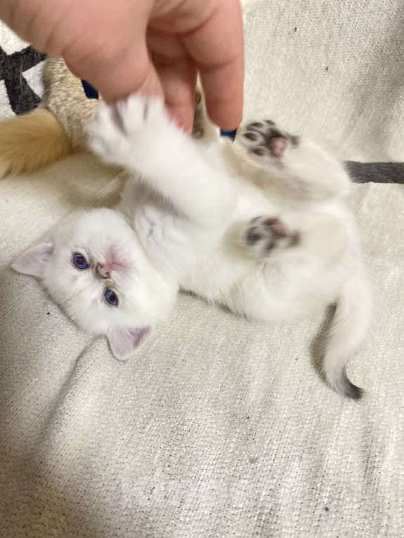 Кошки в Москве: Шотландский котенок Мальчик, 18 000 руб. - фото 3