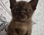 Кошки в Оренбурге: Бурманские котята Девочка, 35 000 руб. - фото 1