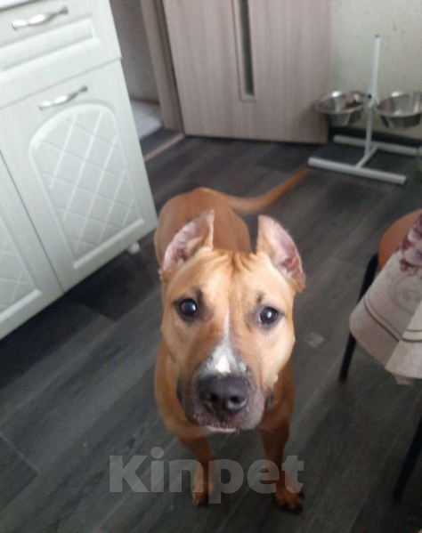 Собаки в Нефтеюганске: Отдам собаку в хорошие руки  Девочка, 10 руб. - фото 4