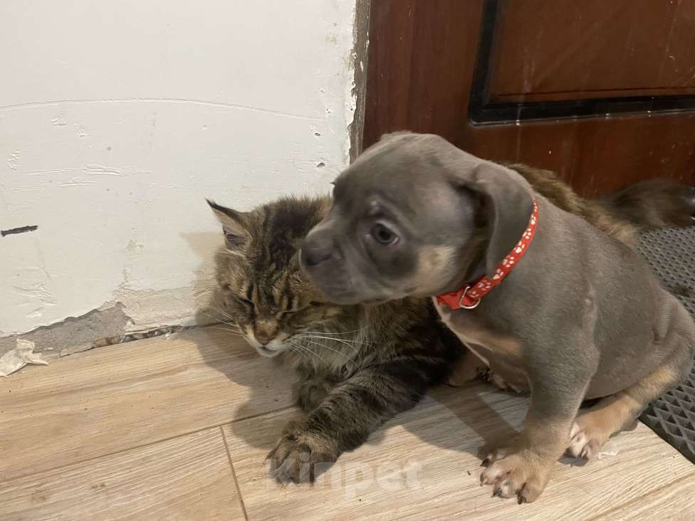 Собаки в других городах Ленинградской области: Аляска Девочка, 45 000 руб. - фото 2