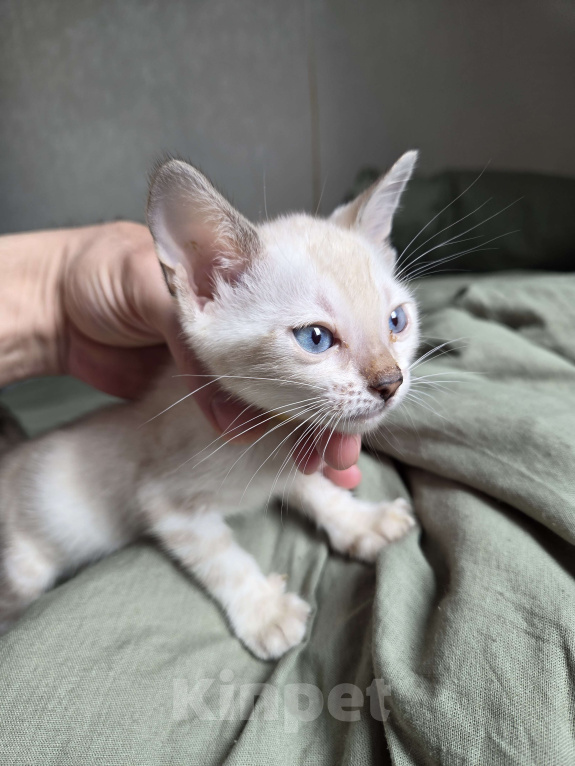 Кошки в Красногорске: Бенгальские малыши Девочка, 50 000 руб. - фото 2