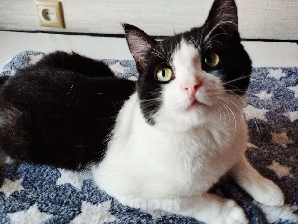 Кошки в Москве: Молоденький ласкун Мурчик ждёт свою семью Мальчик, Бесплатно - фото 6