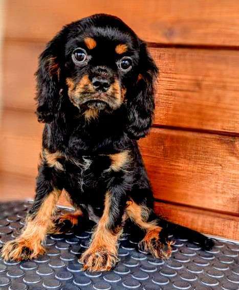 Собаки в других городах Московской области: Щенки ККЧС ОРАС ЧЕРНО-ПОДПАЛЫЙ Девочка, 100 000 руб. - фото 4