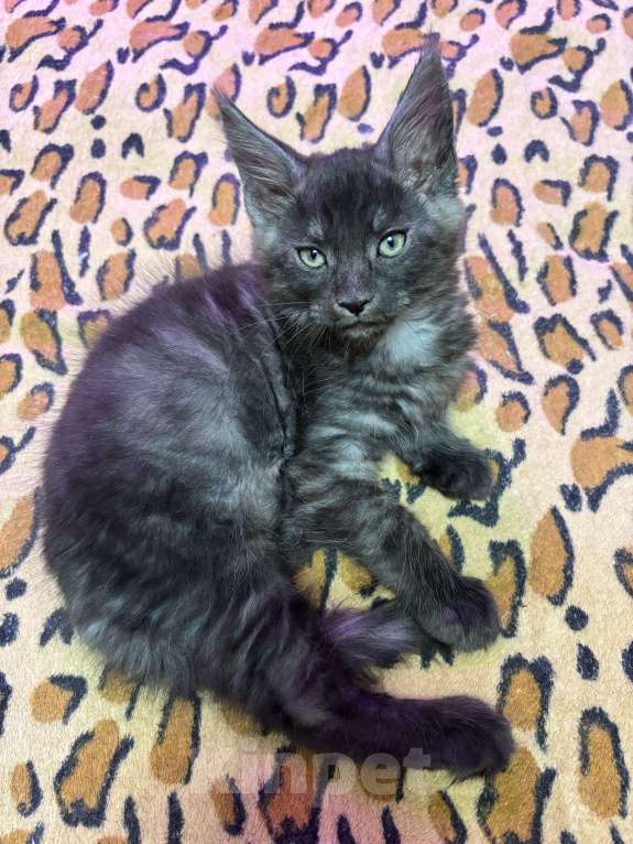 Кошки в Петергофе: Очень славный мальчик  Мальчик, 50 000 руб. - фото 2