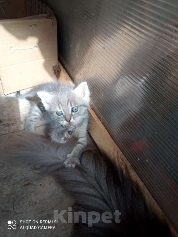 Кошки в других городах Свердловской области: прекрасное настроение от котика в добрые руки Мальчик, Бесплатно - фото 3