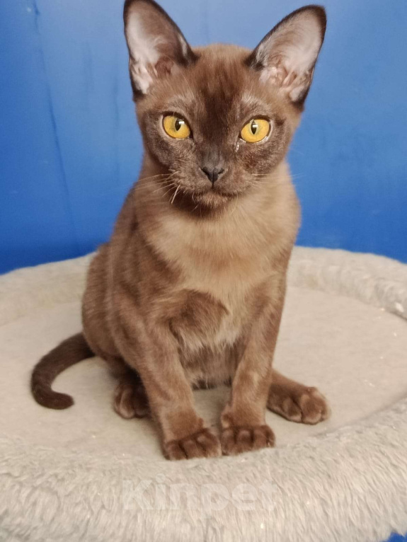 Кошки в Москве: Бурманская кошечка Девочка, 40 000 руб. - фото 1