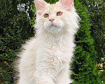 Кошки в Санкт-Петербурге: Котенок мейн-кун Девочка, Бесплатно - фото 2