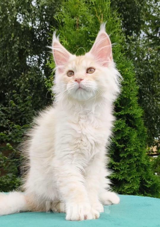 Кошки в Санкт-Петербурге: Котенок мейн-кун Девочка, Бесплатно - фото 2