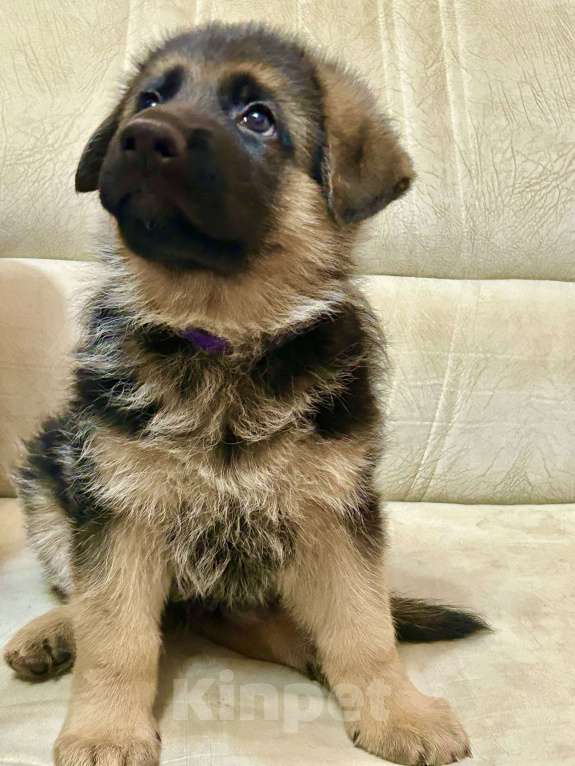 Собаки в Заволжье: Щенки немецкой овчарки с документами Девочка, 50 000 руб. - фото 6