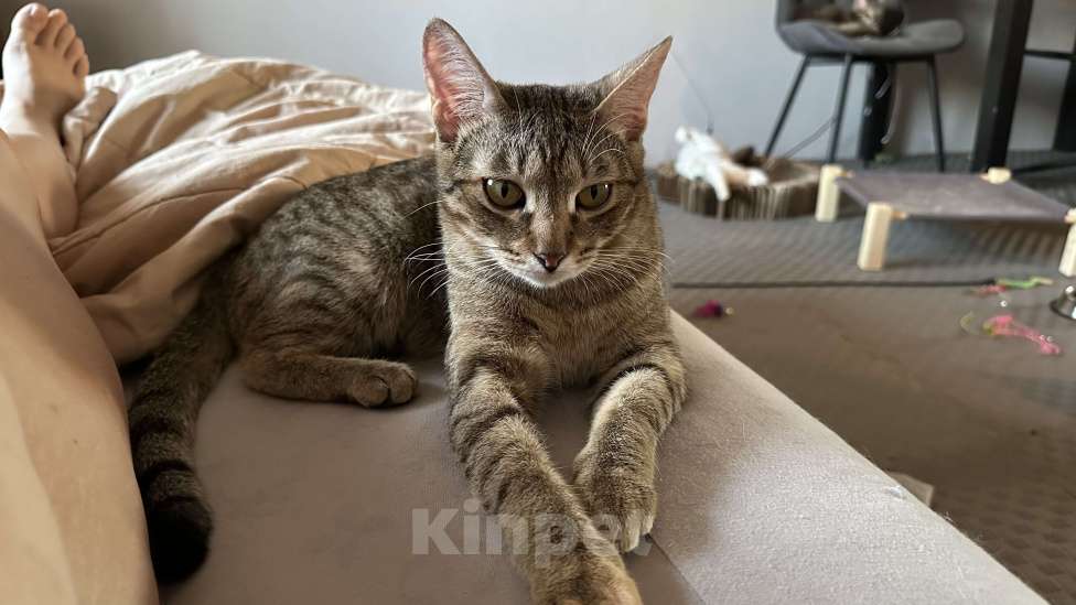 Кошки в Москве: Денежная кошка ищет дом Девочка, Бесплатно - фото 2