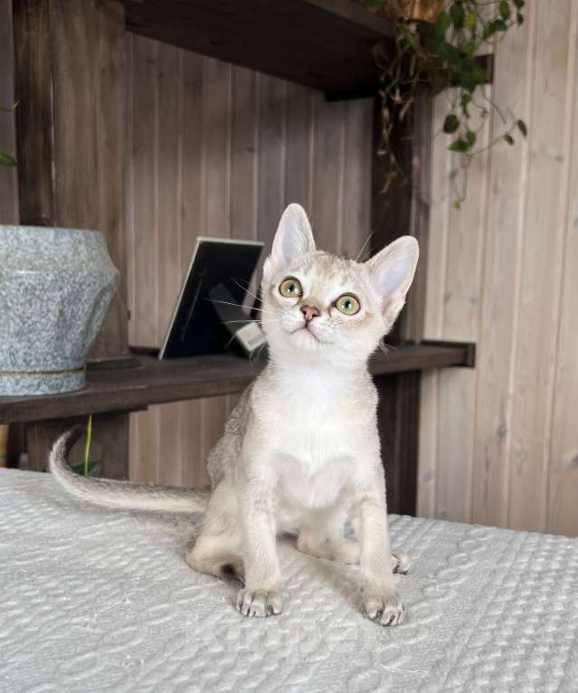 Кошки в Домодедово: Сингапура, Сингапурская кошка, котята , Москва Разнополые, Бесплатно - фото 6