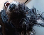 Собаки в Москве: Катастрофически не везёт Девочка, Бесплатно - фото 1