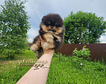 Собаки в Москве: Шпиц померанский яркий толстолапый медвежонок РКФ Мальчик, Бесплатно - фото 1