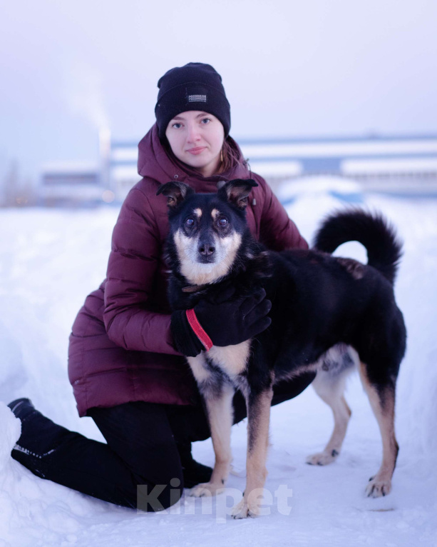 Собаки в Москве: Домашний пёсик в приюте, ищет новых хозяев Мальчик, Бесплатно - фото 4