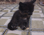 Кошки в Астрахани: Котёнок в добрые руки Девочка, Бесплатно - фото 3