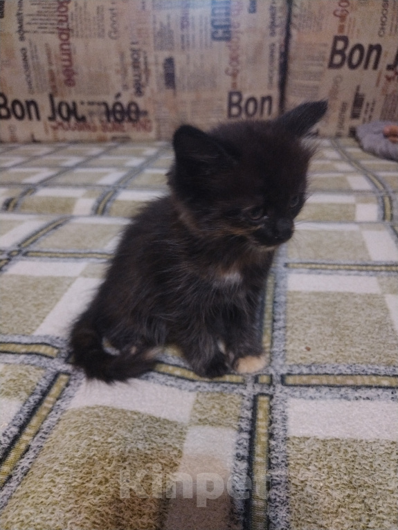 Кошки в Астрахани: Котёнок в добрые руки Девочка, Бесплатно - фото 3