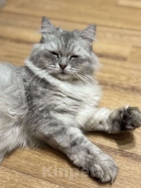 Кошки в Казани: Потерялась кошечка Девочка, 1 000 руб. - фото 1