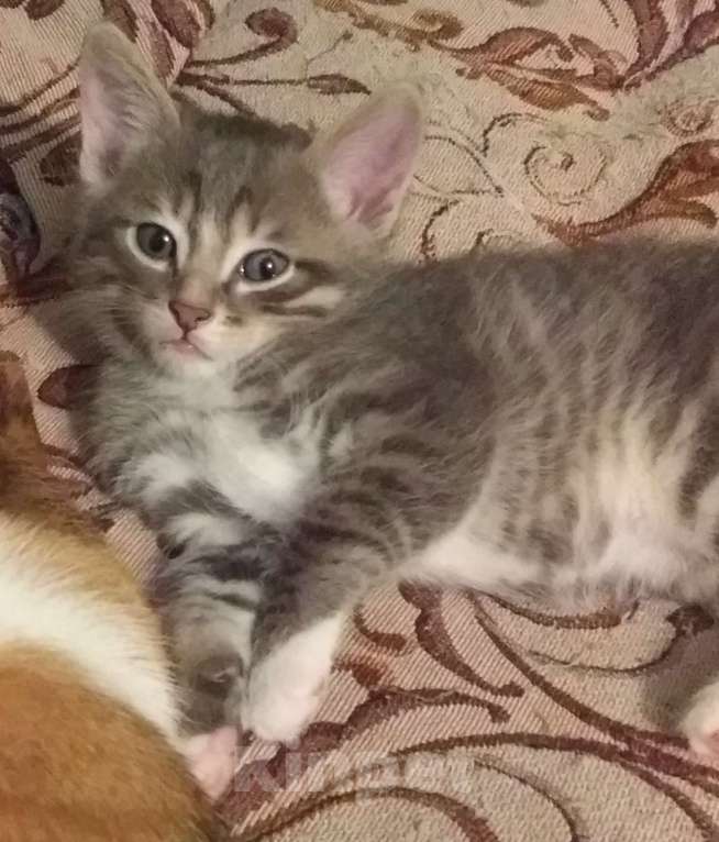 Кошки в Иркутске: Комочки счастья Девочка, Бесплатно - фото 2