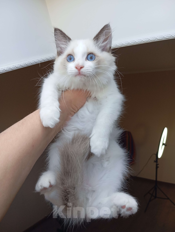 Кошки в Москве: Mikelangelo SergioMagicHouse Мальчик, 50 000 руб. - фото 7